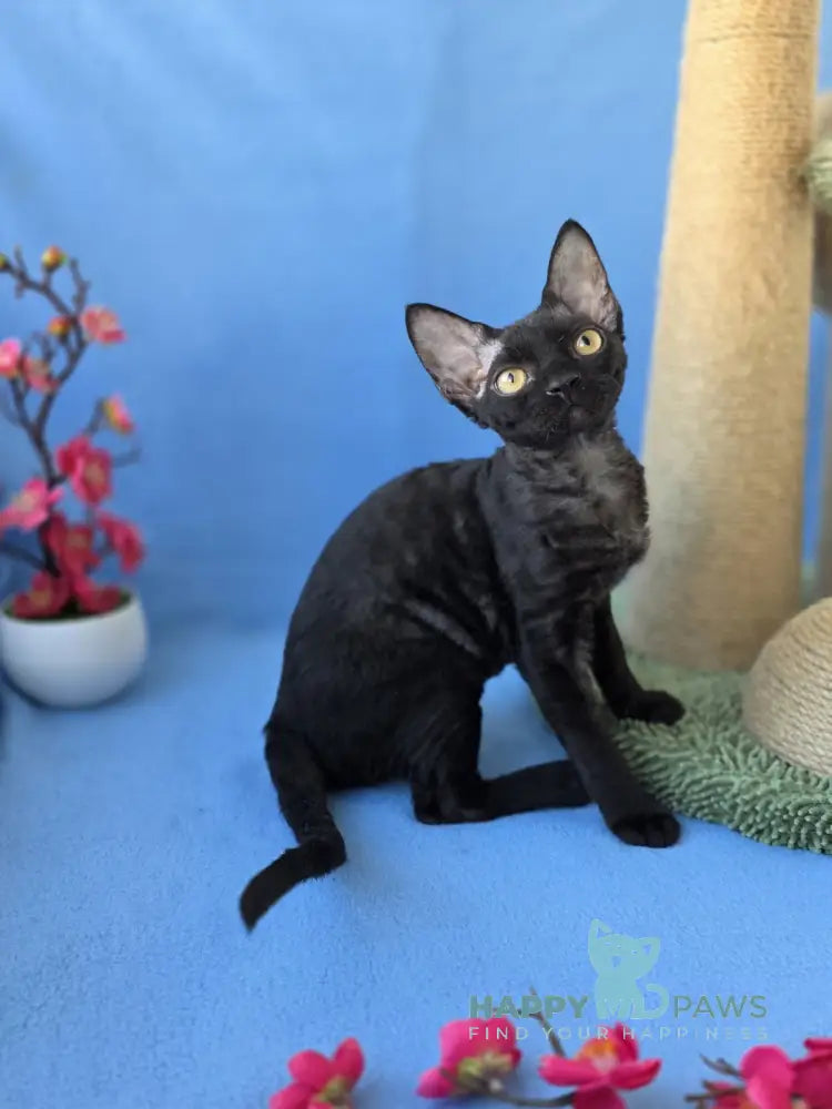 Wisteria Devon Rex female black live animals