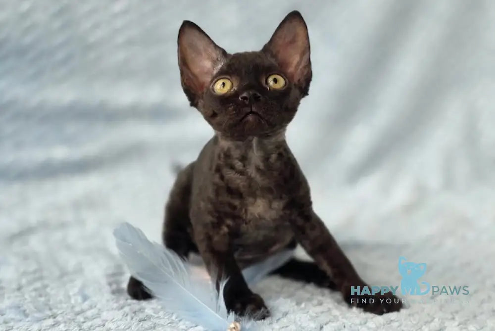 Wisteria Devon Rex female black live animals