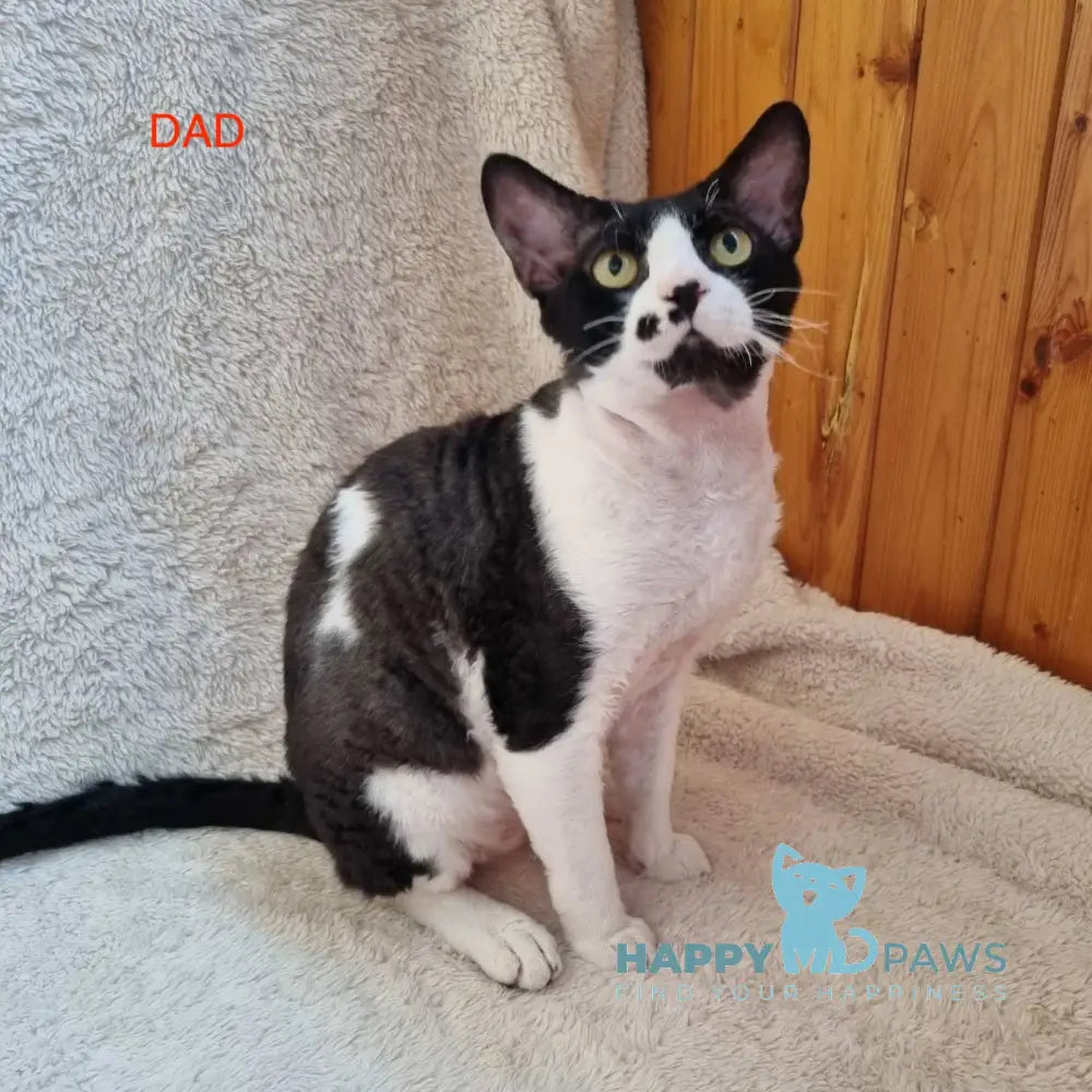 Wisteria Devon Rex female black live animals