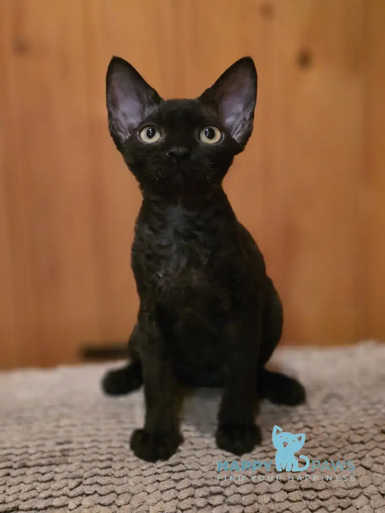 Wisteria Devon Rex female black live animals