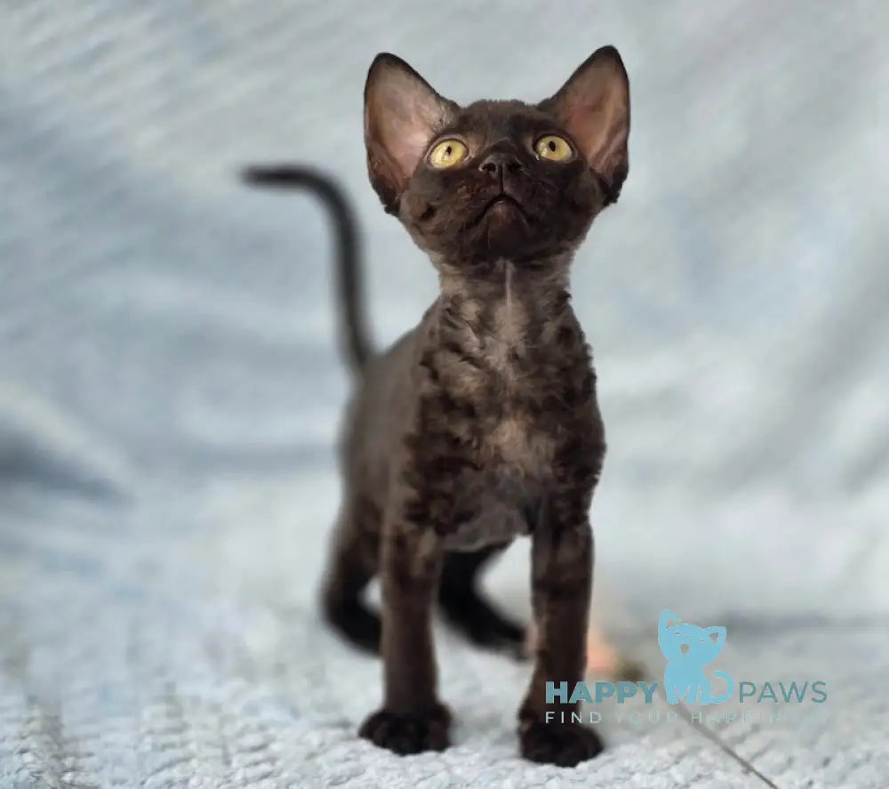 Wisteria Devon Rex female black live animals