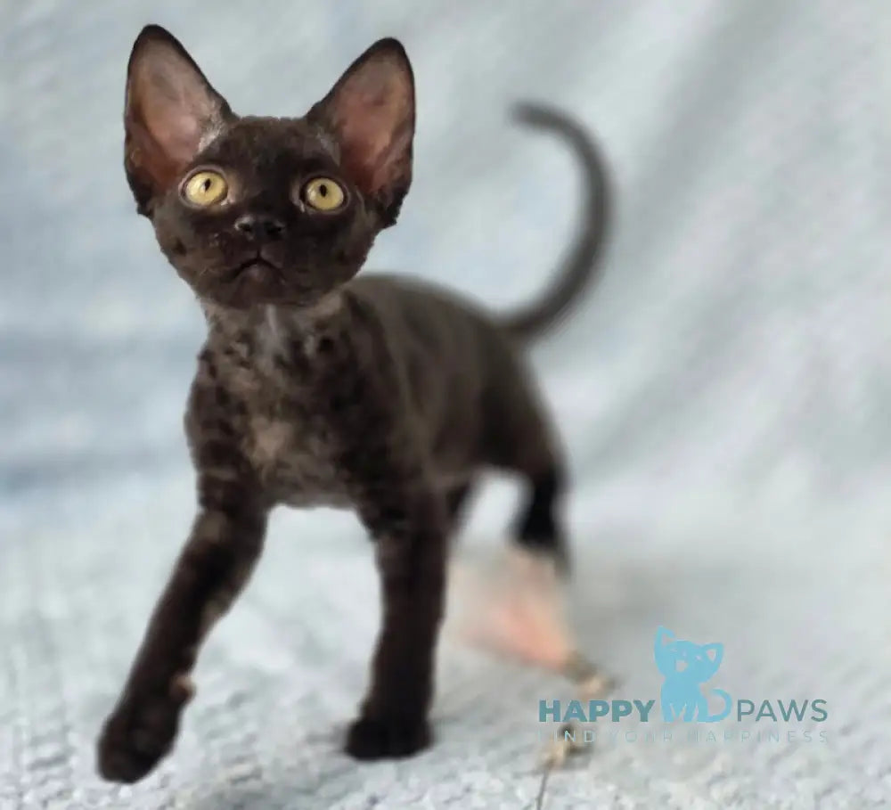 Wisteria Devon Rex female black live animals