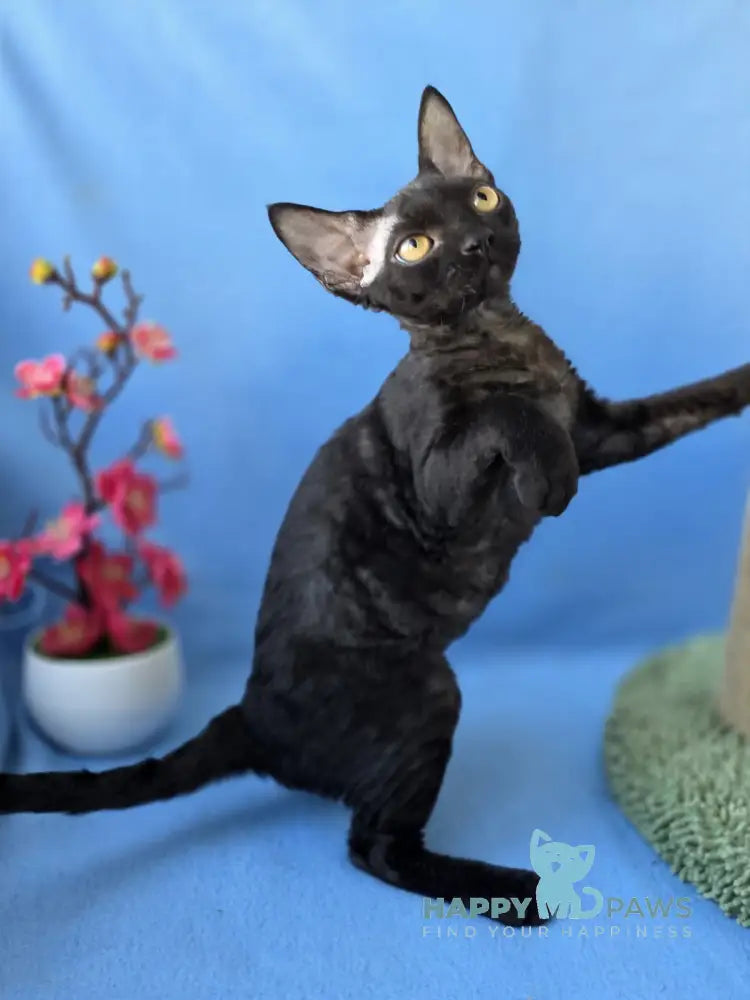 Wisteria Devon Rex female black live animals
