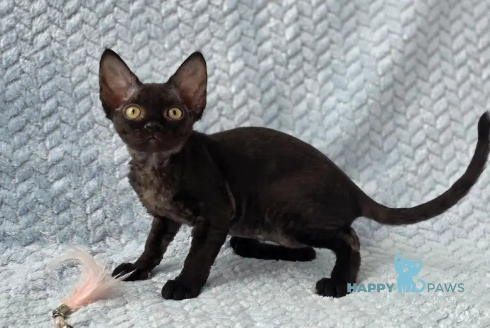 Wisteria Devon Rex female black live animals