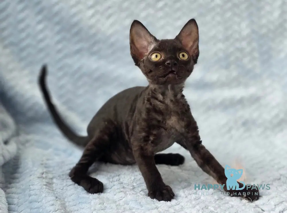 Wisteria Devon Rex female black live animals
