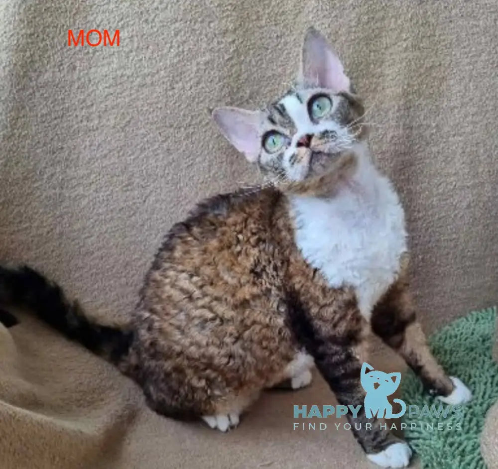 Wisteria Devon Rex female black live animals