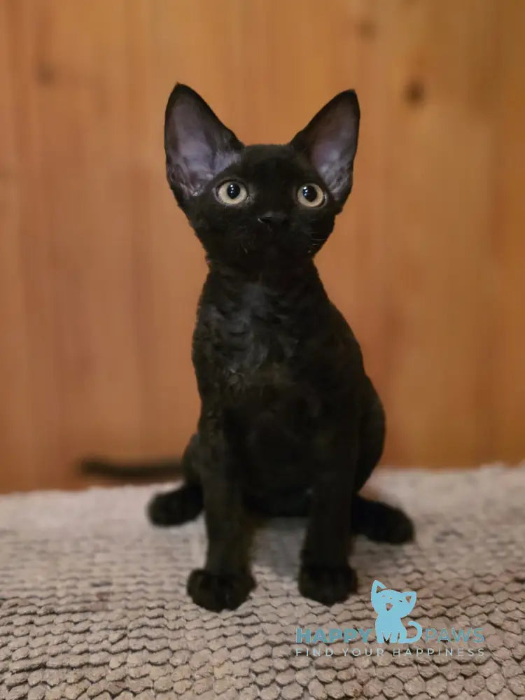 Wisteria Devon Rex female black live animals