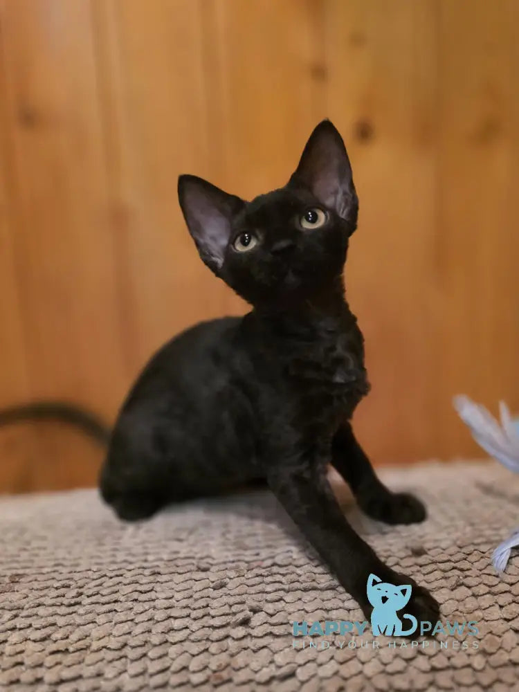 Wisteria Devon Rex female black live animals