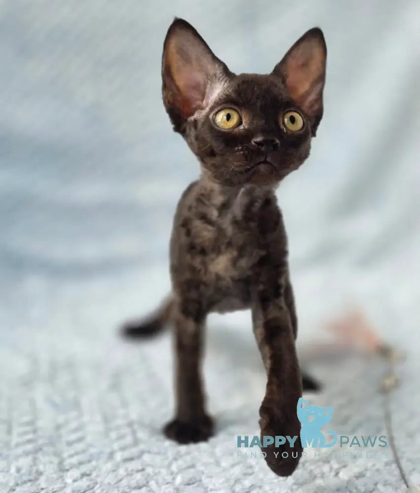 Wisteria Devon Rex female black live animals