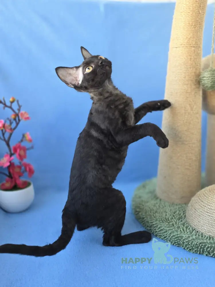 Wisteria Devon Rex female black live animals
