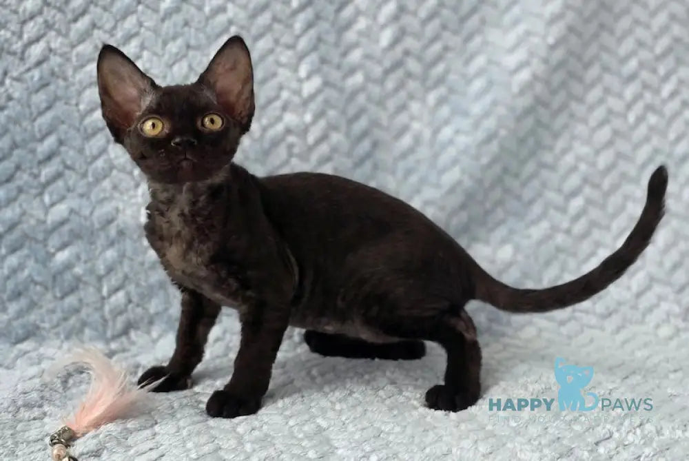 Wisteria Devon Rex female black live animals