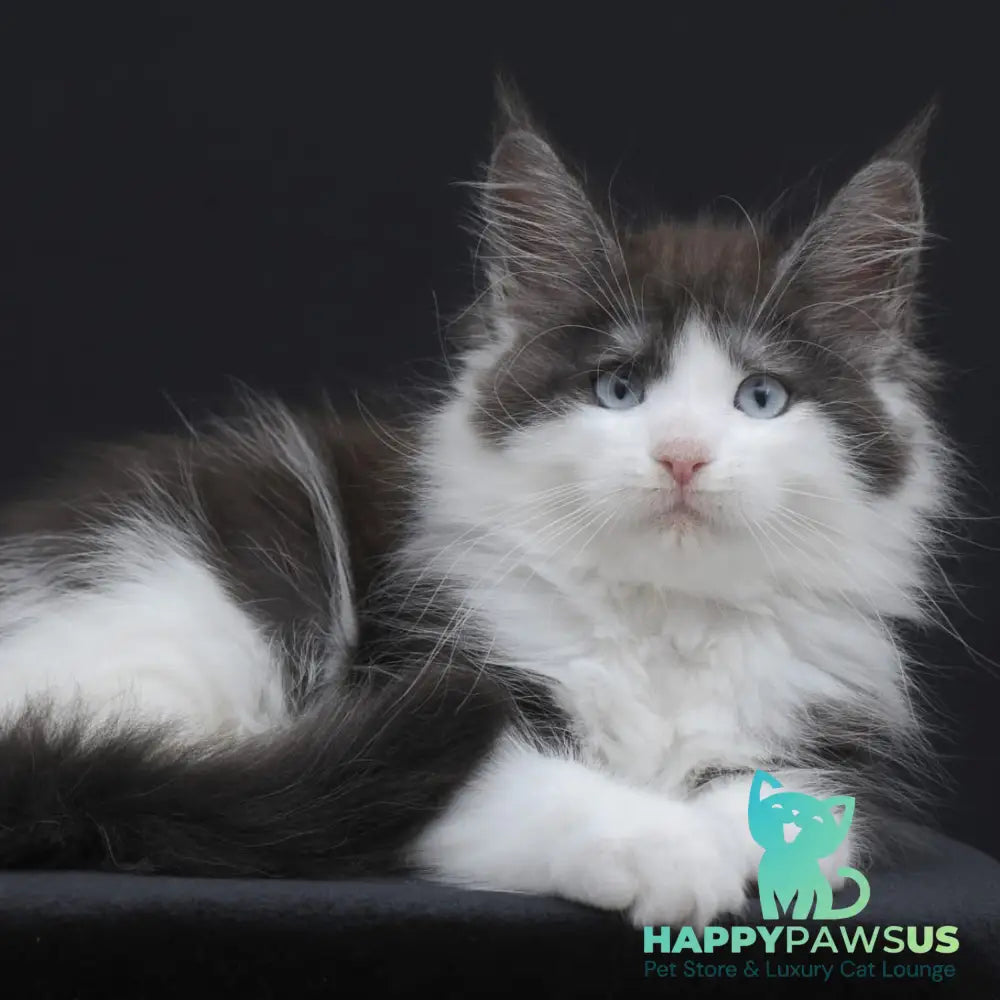Wisteriа Maine Coon female black silver bicolour - live animals