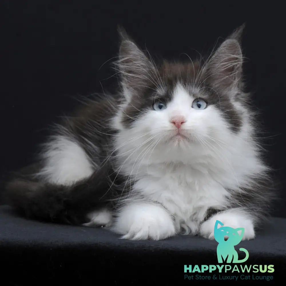 Wisteriа Maine Coon female black silver bicolour - live animals