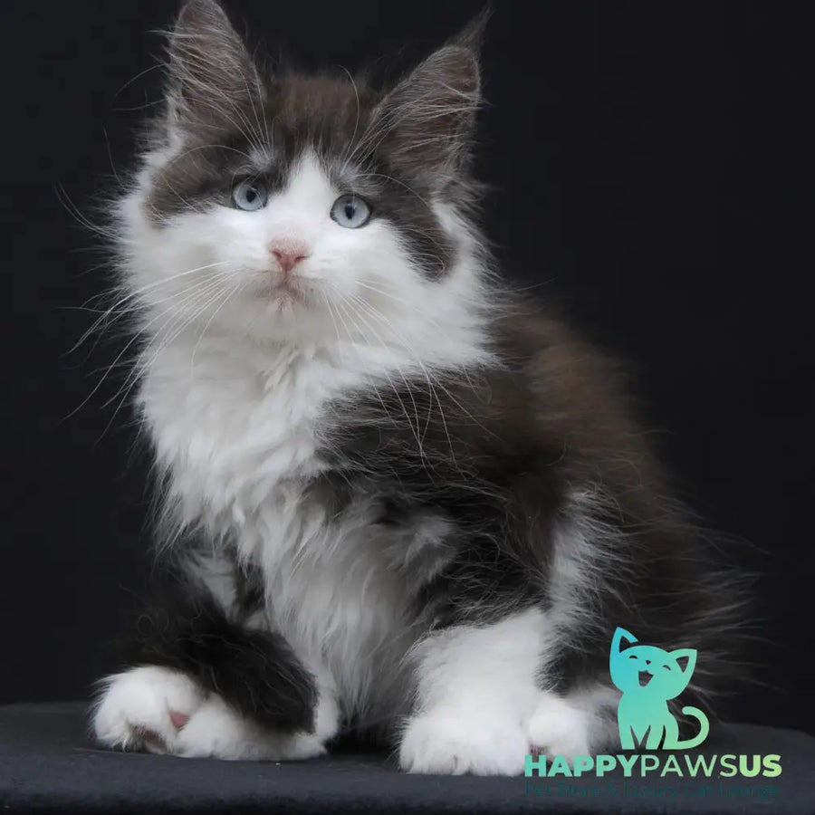 Wisteriа Maine Coon female black silver bicolour - live animals