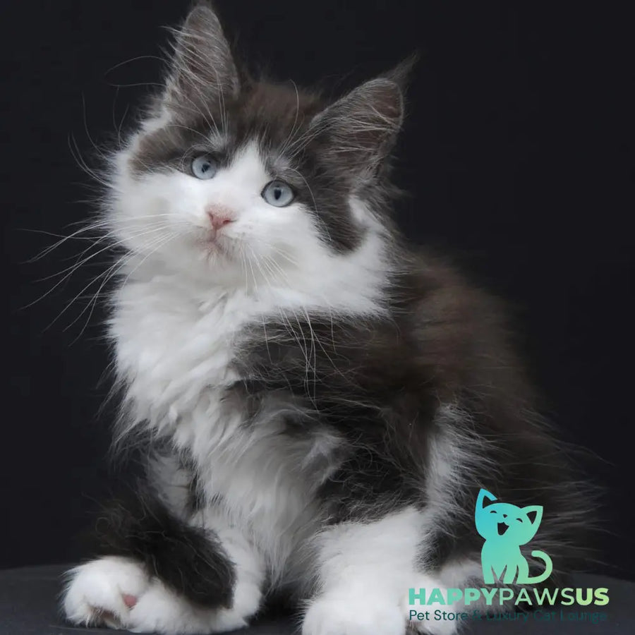 Wisteriа Maine Coon female black silver bicolour - live animals