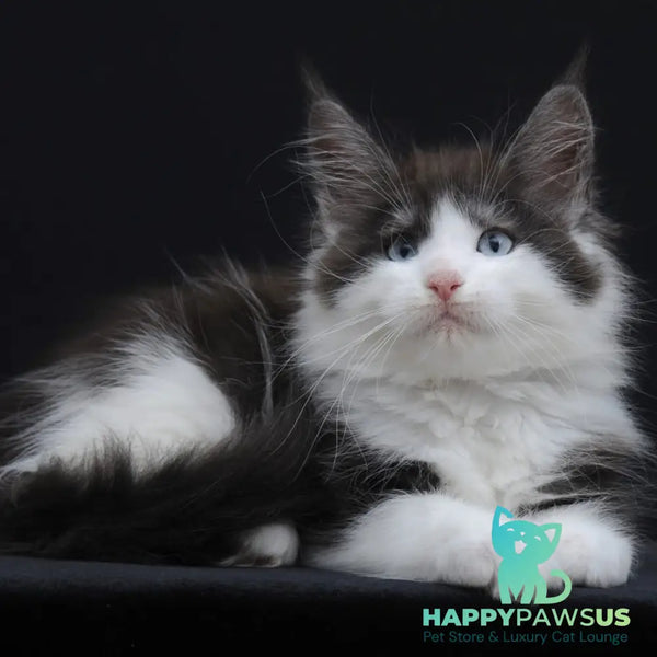 Wisteriа Maine Coon female black silver bicolour - live animals