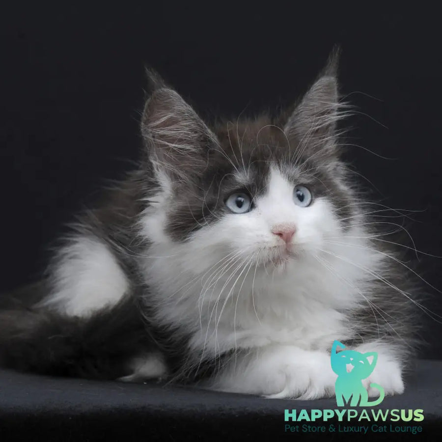Wisteriа Maine Coon female black silver bicolour - live animals