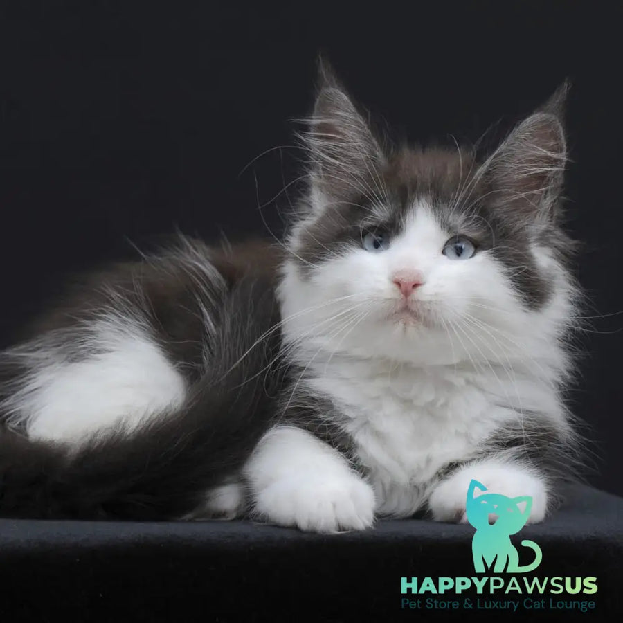 Wisteriа Maine Coon female black silver bicolour - live animals