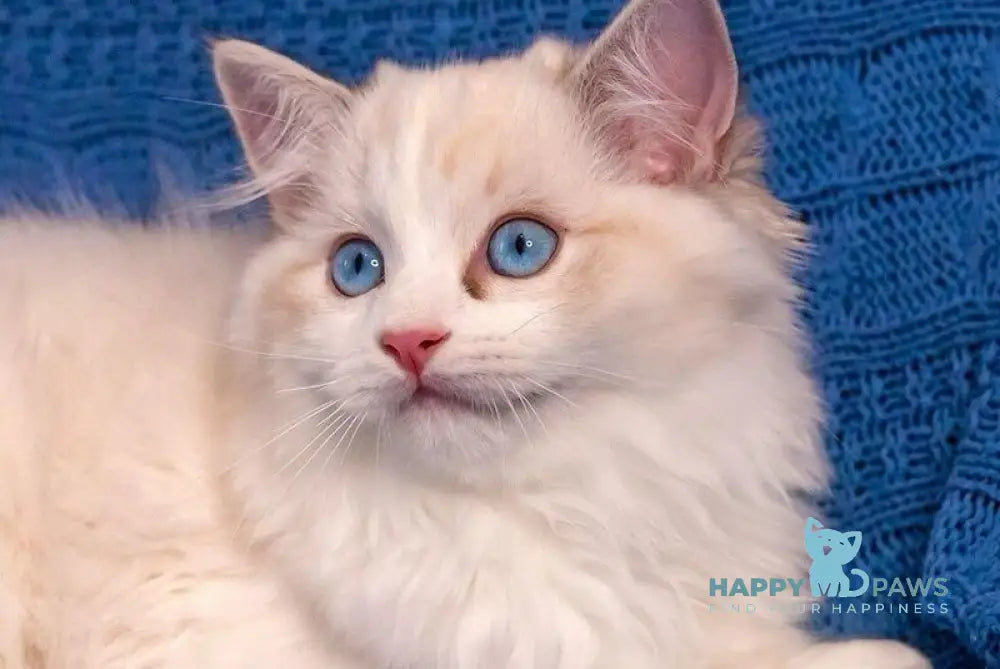 Wisteria Ragdoll female blue bicolour live animals
