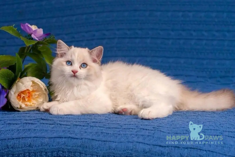 Wisteria Ragdoll female blue bicolour live animals