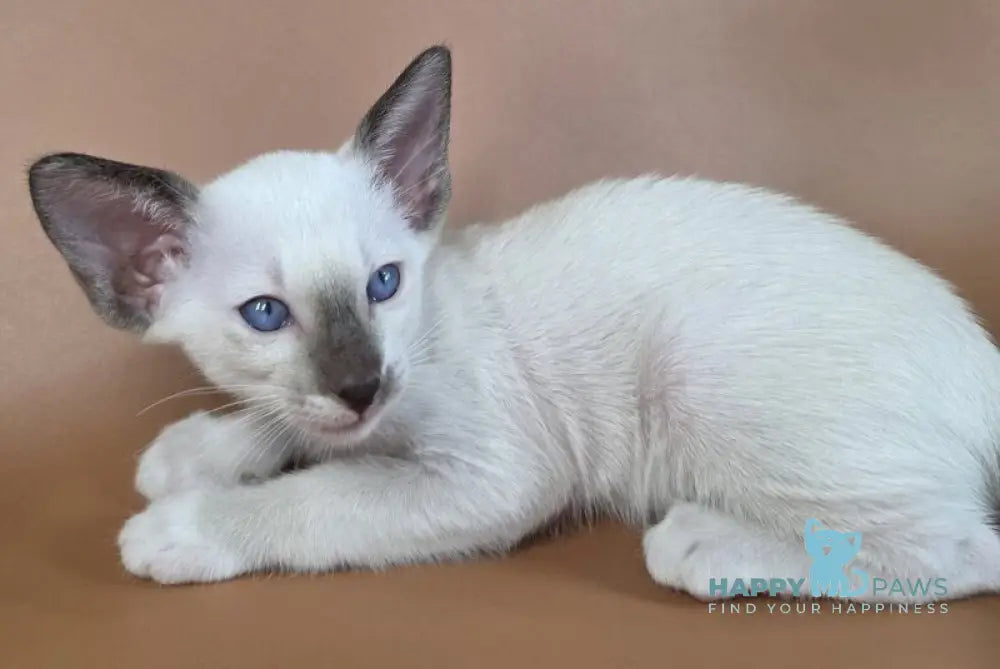Wisteria Siamese female black mitted - live animals