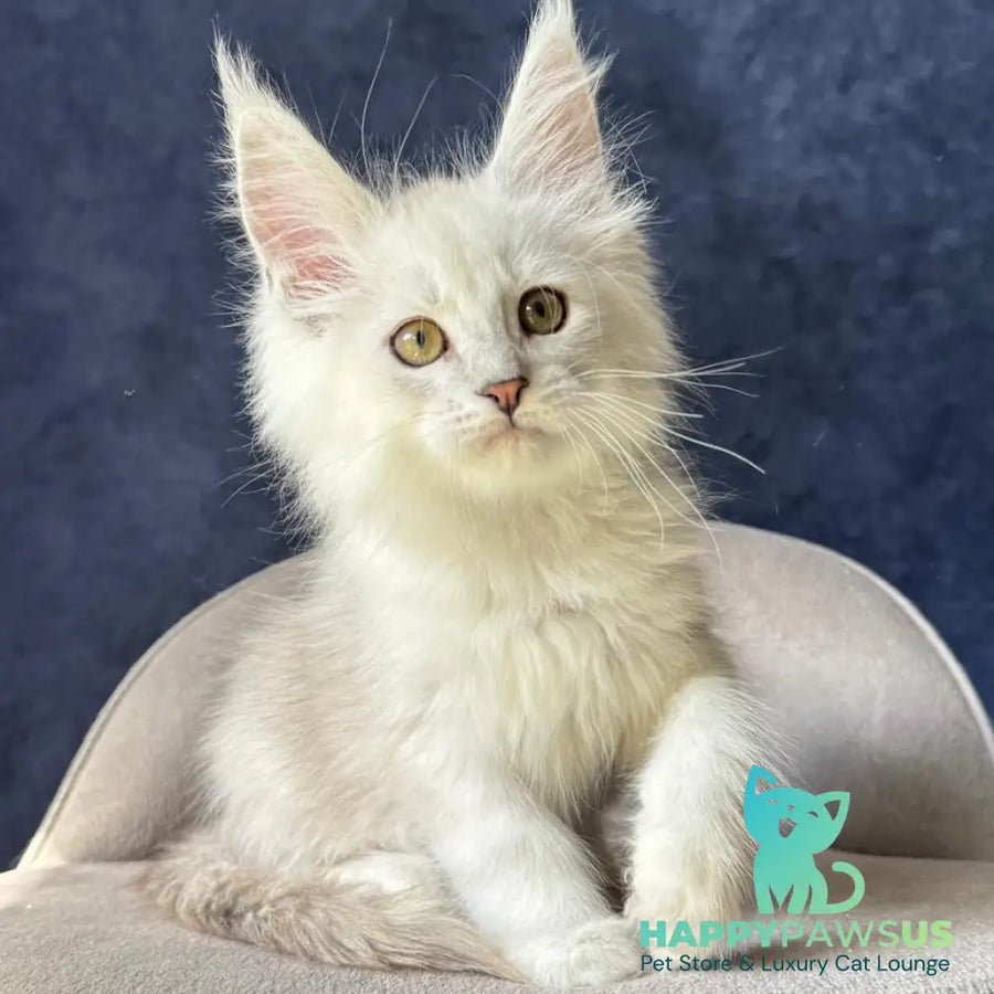 Wistful Maine Coon male black silver ticked tabby - live animals