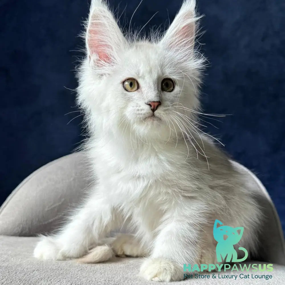 Wistful Maine Coon male black silver ticked tabby - live animals