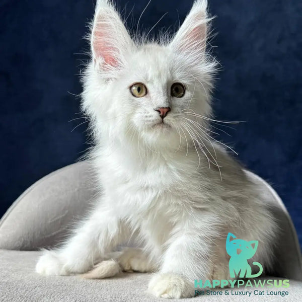Wistful Maine Coon male black silver ticked tabby - live animals