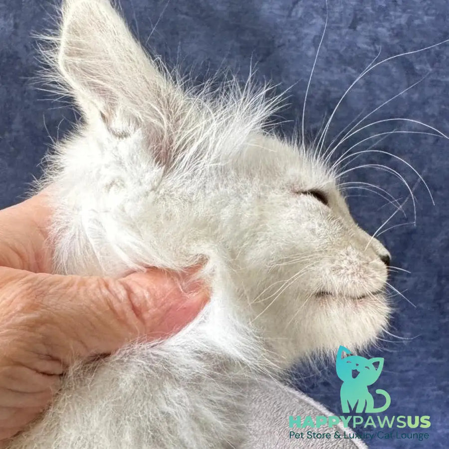 Wistful Maine Coon male black silver ticked tabby - live animals