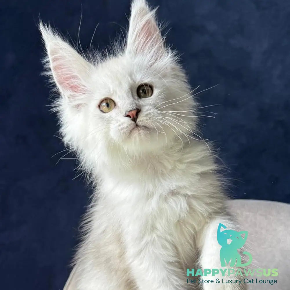Wistful Maine Coon male black silver ticked tabby - live animals