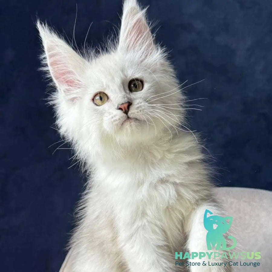 Wistful Maine Coon male black silver ticked tabby - live animals