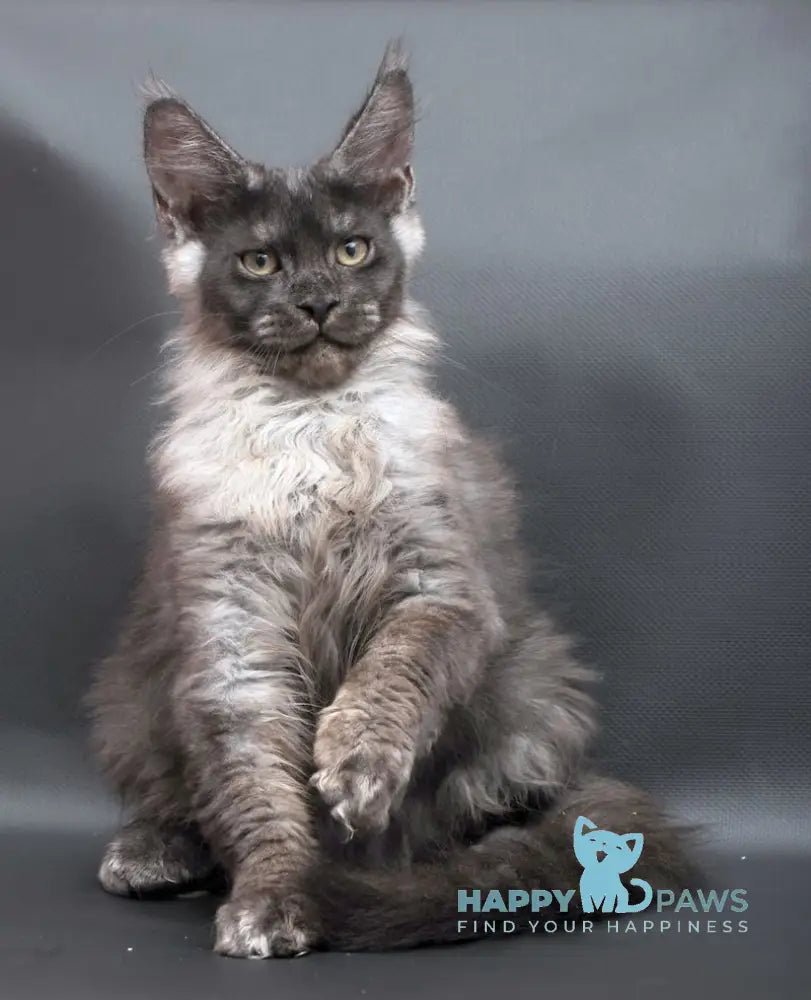 Woden Maine Coon male black smoke live animals