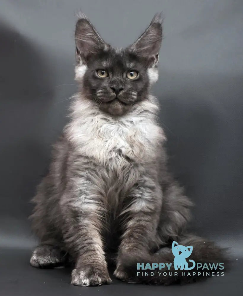 Woden Maine Coon male black smoke live animals