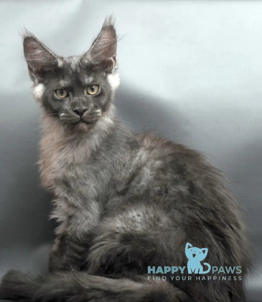 Woden Maine Coon male black smoke live animals