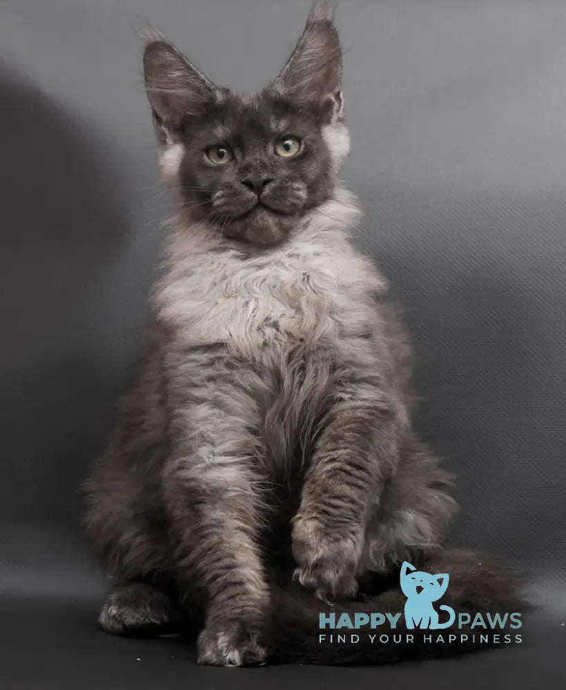 Woden Maine Coon male black smoke live animals