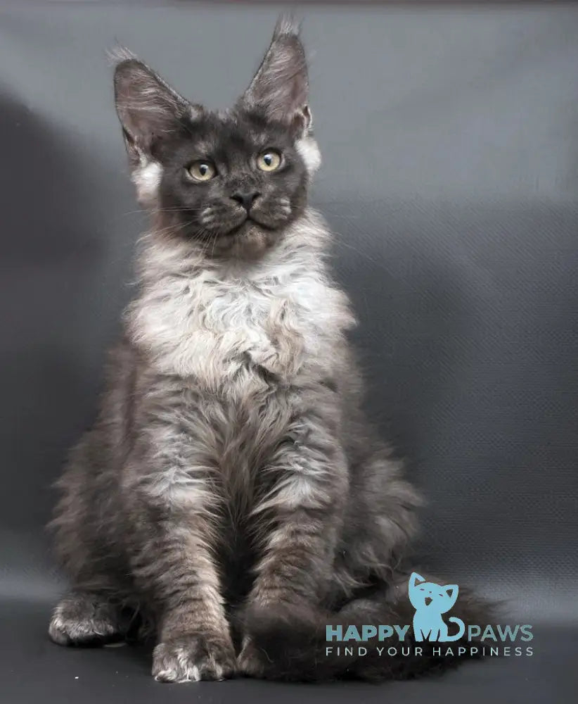 Woden Maine Coon male black smoke live animals