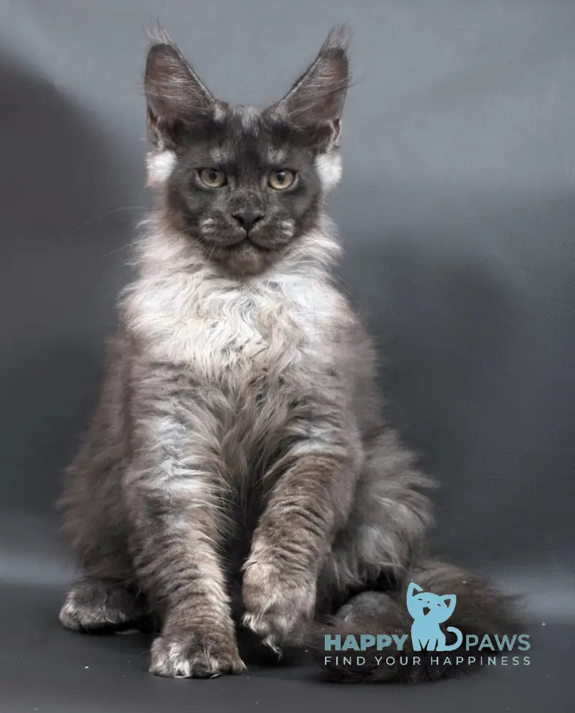Woden Maine Coon male black smoke live animals