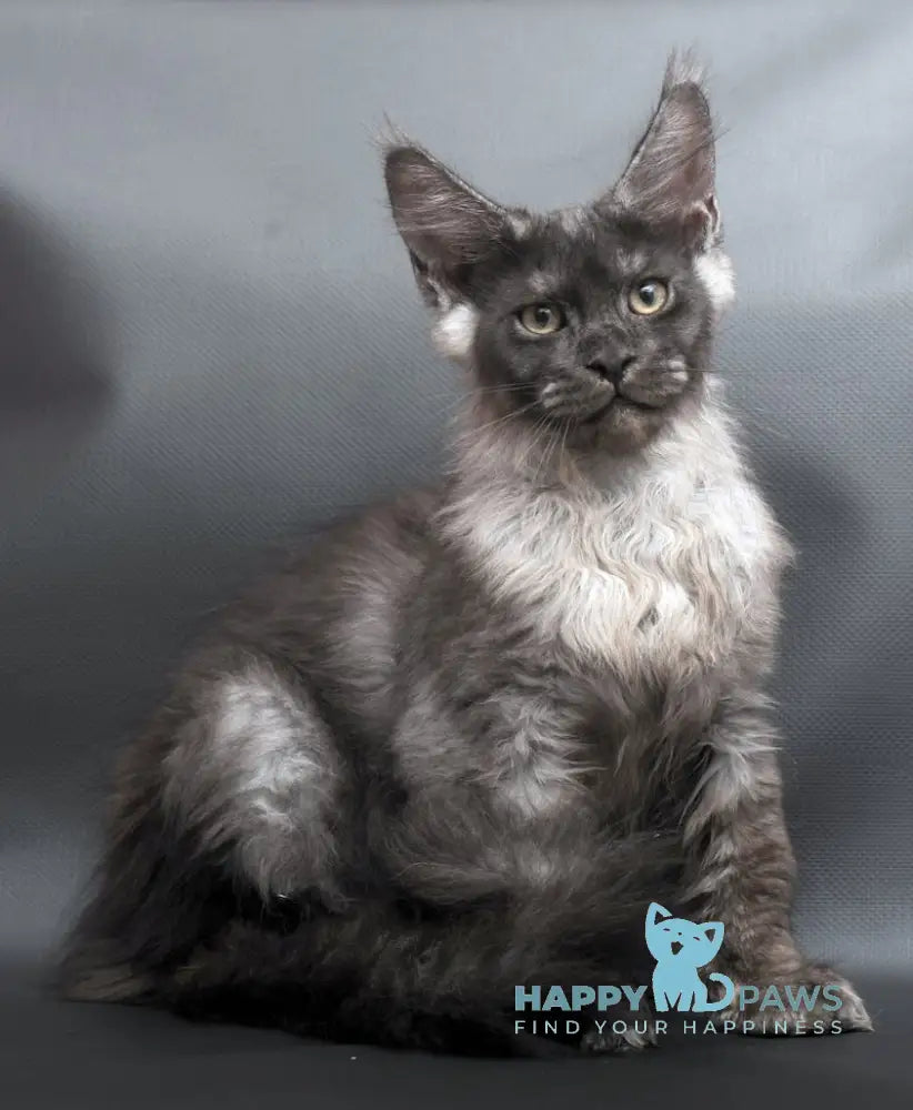 Woden Maine Coon male black smoke live animals