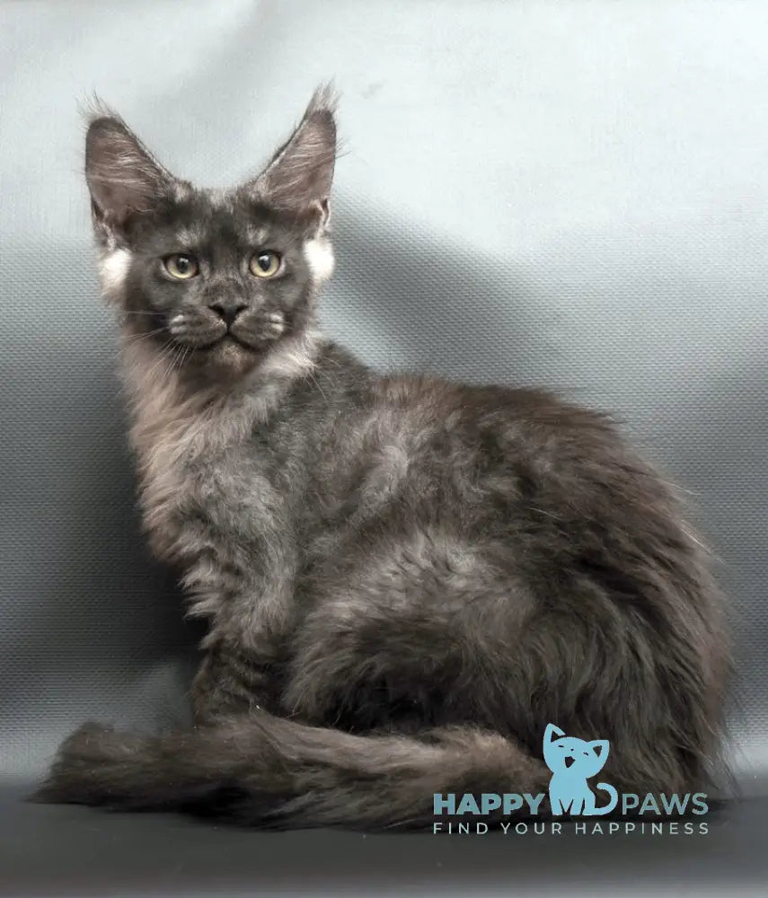 Woden Maine Coon male black smoke live animals