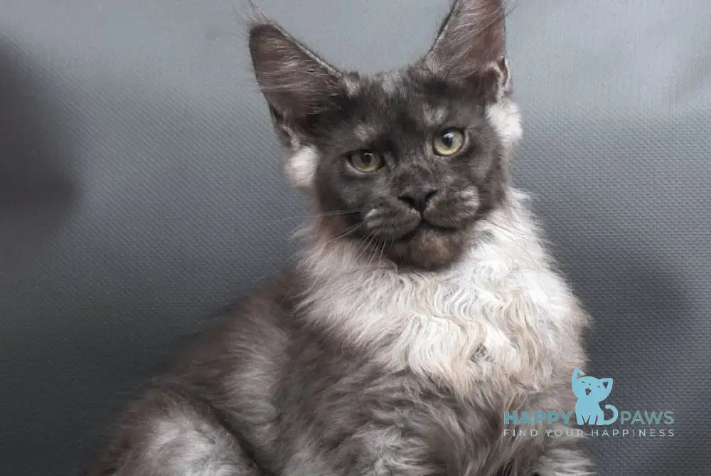 Woden Maine Coon male black smoke live animals