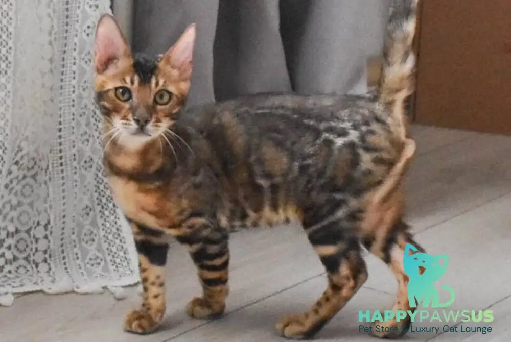 Wolf Bengal male black spotted tabby - live animals