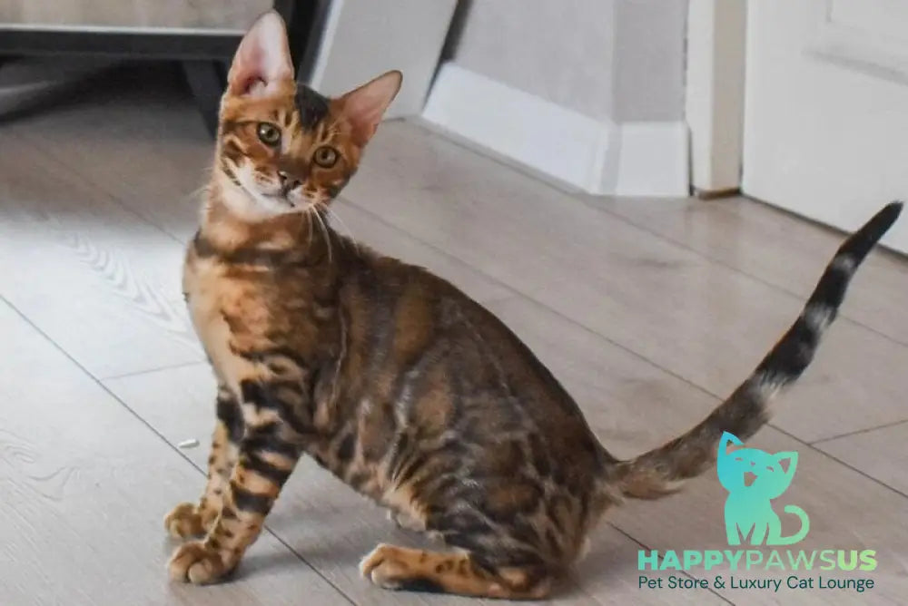 Wolf Bengal male black spotted tabby - live animals