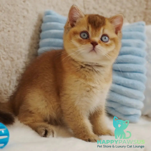 Wolf British Shorthair male cinnamon ticked tabby with white - live animals