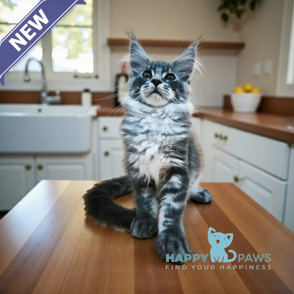 Wolf Maine Coon male blue silver tabby live animals