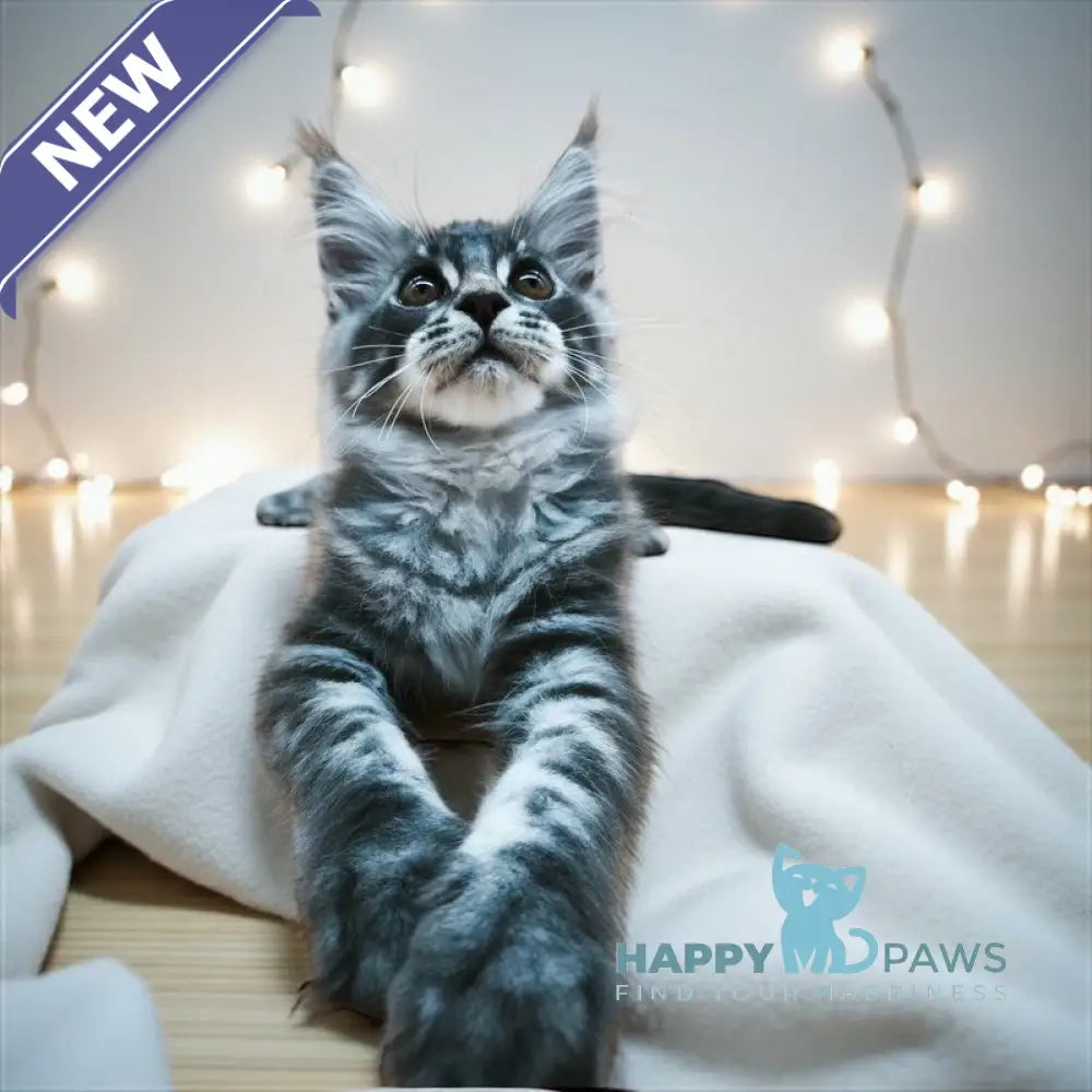Wolf Maine Coon male blue silver tabby live animals