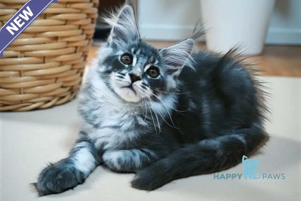 Wolf Maine Coon male blue silver tabby live animals