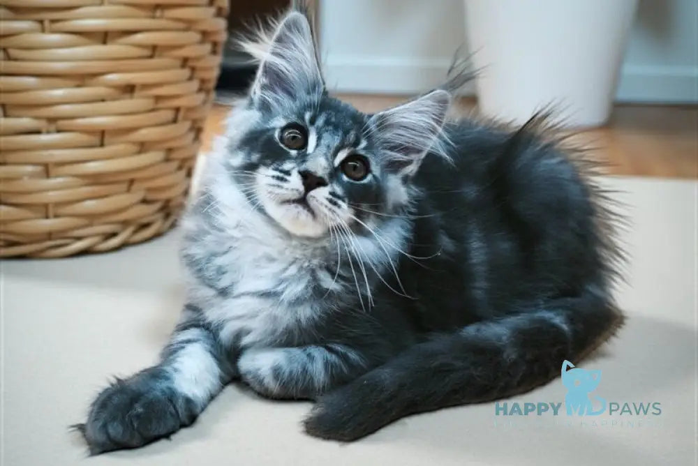 Wolf Maine Coon male blue silver tabby live animals