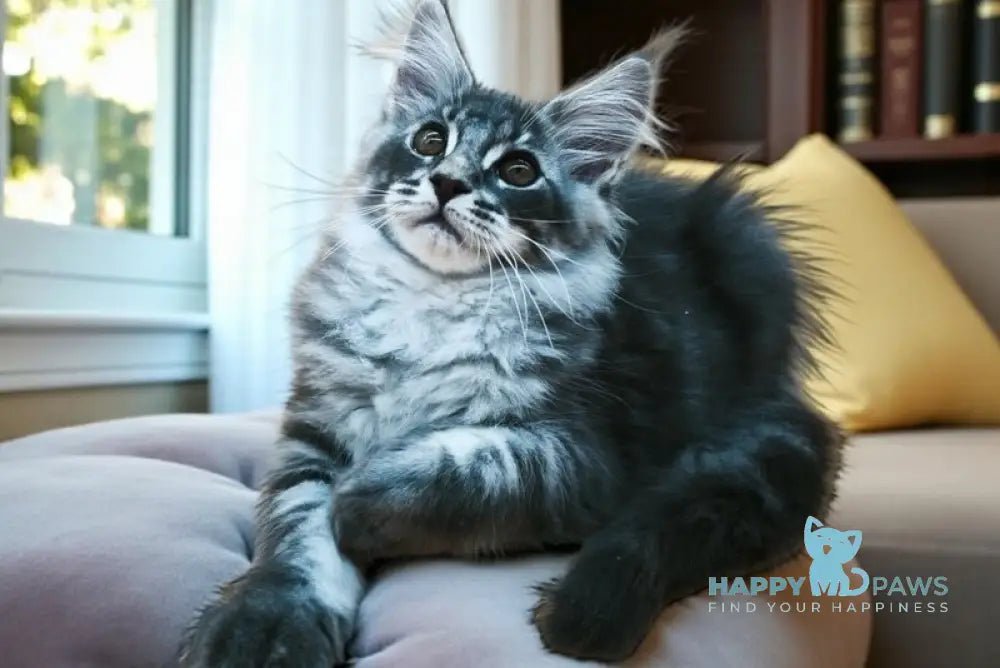 Wolf Maine Coon male blue silver tabby live animals