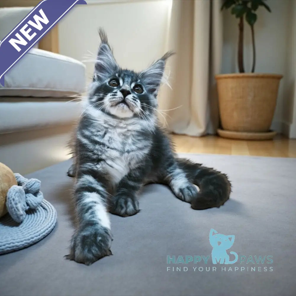 Wolf Maine Coon male blue silver tabby live animals
