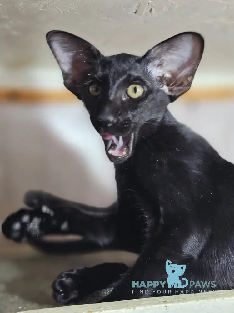 WolfCat Oriental Shorthair male black live animals